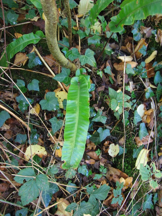 Phyllitis scolopendrium
